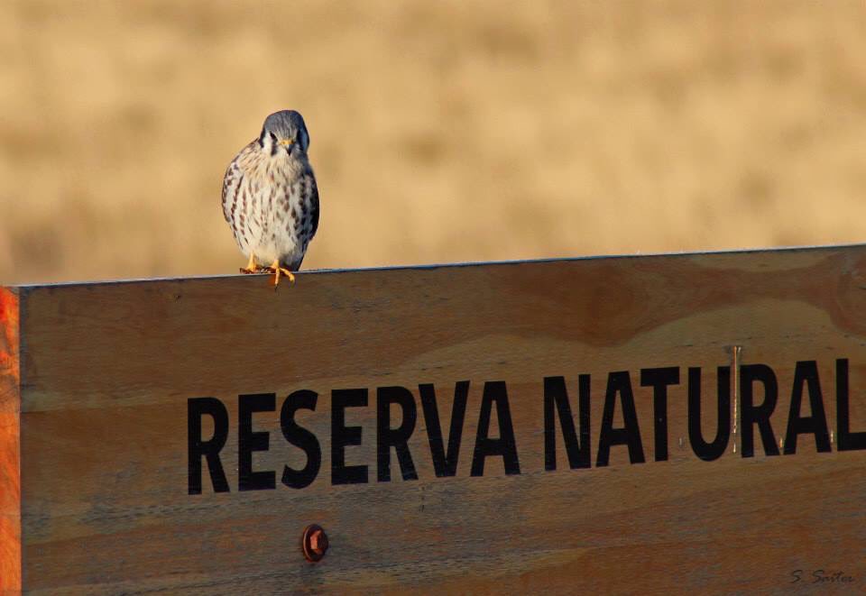 AEPatagonica's tweet photo. #cernicalo #reservanatural #humedaltrespuentes #vida #avesdelhumedal #avesdemagallanes #reservanaturalurbana #rnu #rrnup #h3p #puq #avesrapaces #halconcito #americankestrel 📷 @sebastian.saiter https://t.co/ZSWRSFG5Yh