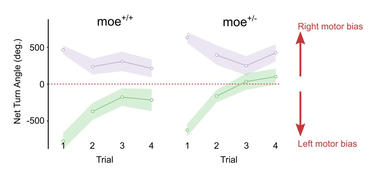 And sure enough normal looking mosaic eyes hets had only weak motor bias! Nice example of how heterozygous mutations can cause subtle behavioral phenotypes like 'handedness'.