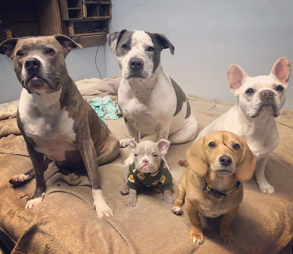 MacThePitbull's tweet photo. My pack is complete. Mama, me, Dibs, MagPie, Narwhal, (new kid). Our little family of six is full of lots of love and dibby farts. BOL!! 

Love,
MacHappiestBoyEver https://t.co/vfvyZ4MQlE