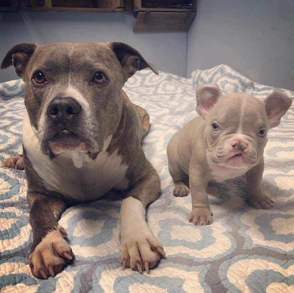 MacThePitbull's tweet photo. My pack is complete. Mama, me, Dibs, MagPie, Narwhal, (new kid). Our little family of six is full of lots of love and dibby farts. BOL!! 

Love,
MacHappiestBoyEver https://t.co/vfvyZ4MQlE