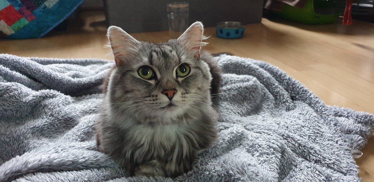 AskSenseiPlater's tweet photo. Its been a mad 7 days trying to find out what's wrong with him. He has hypertrophic cardiomyopathy with a large blood clot in his heart. He's a very poorly cat, but I love him more than anything and will give him the best until the end. #cliveforever #battlecat https://t.co/ufdF1jeN4E