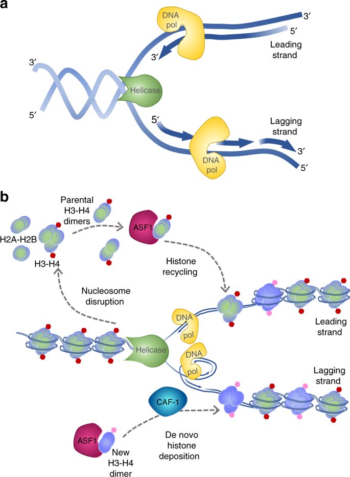 Dr. Urrutia’s Precision Medicine Site tweet media