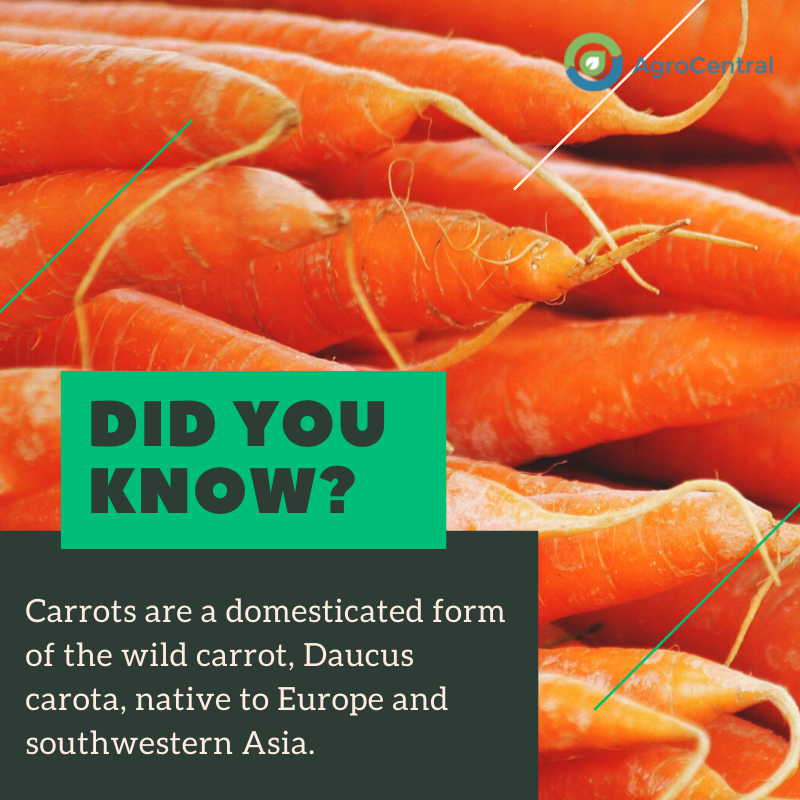 Carrots are a domesticated form of the wild carrot, Daucus carota, native to Europe and southwestern Asia.