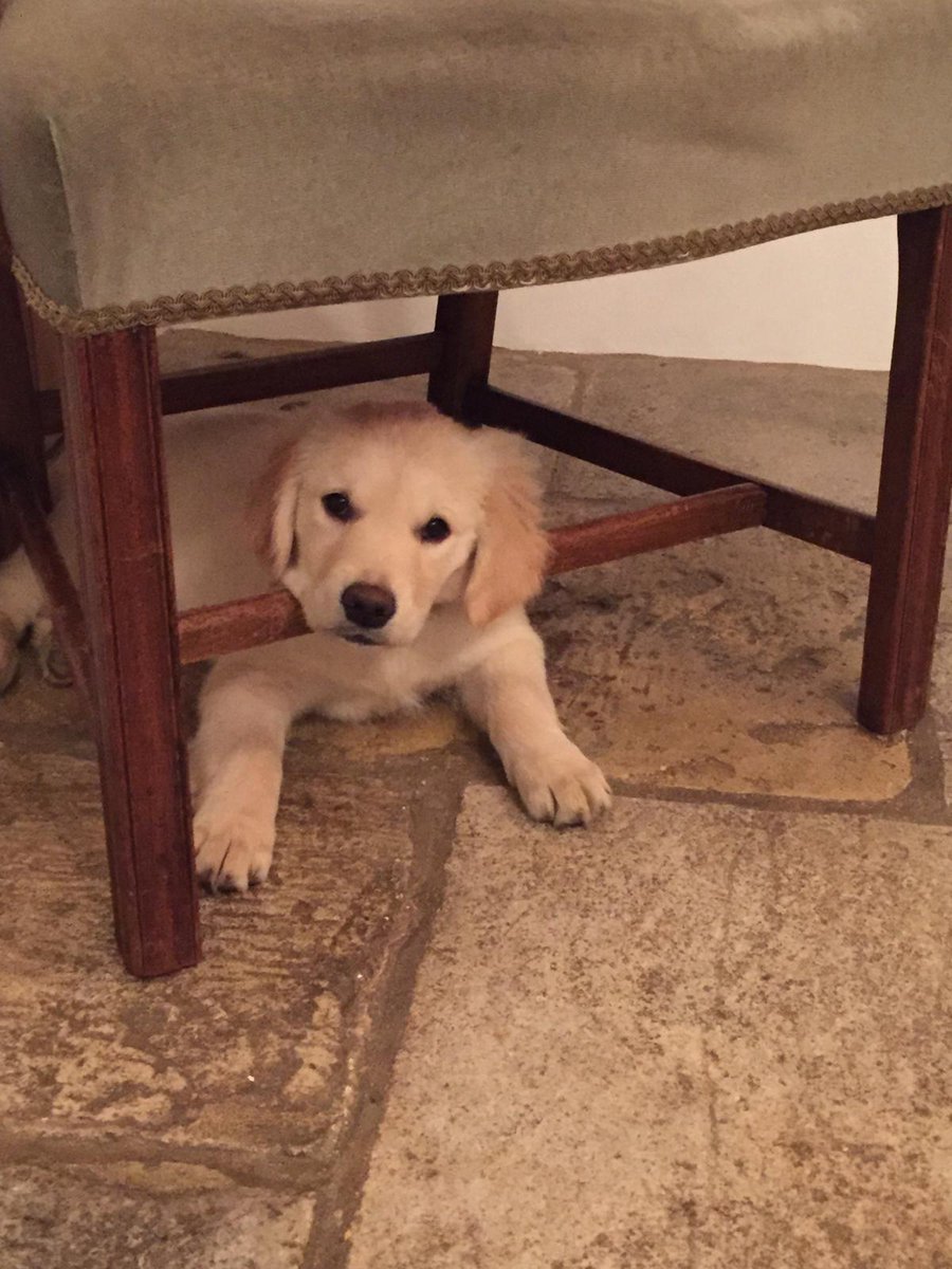 skye_rescue's tweet photo. My cousin has arrived. Not sure why everyone makes such a fuss. Just another annoying puppy. Nothing new to see here. (I WANT EVERYONE'S ATTENTION BACK!) https://t.co/xHJlK8rbth