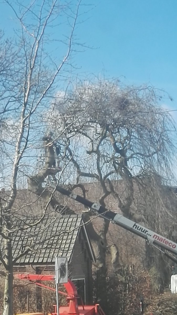 Jan Janovski Gab Ai Reserve Account On Twitter Ach Gemzwijndrecht Ik Hoop Dat Jullie Die Boom Met Nest Laten Staan Ook Kraaien Zijn Een Beschermde Vogelsoort Die Door Jullie 3