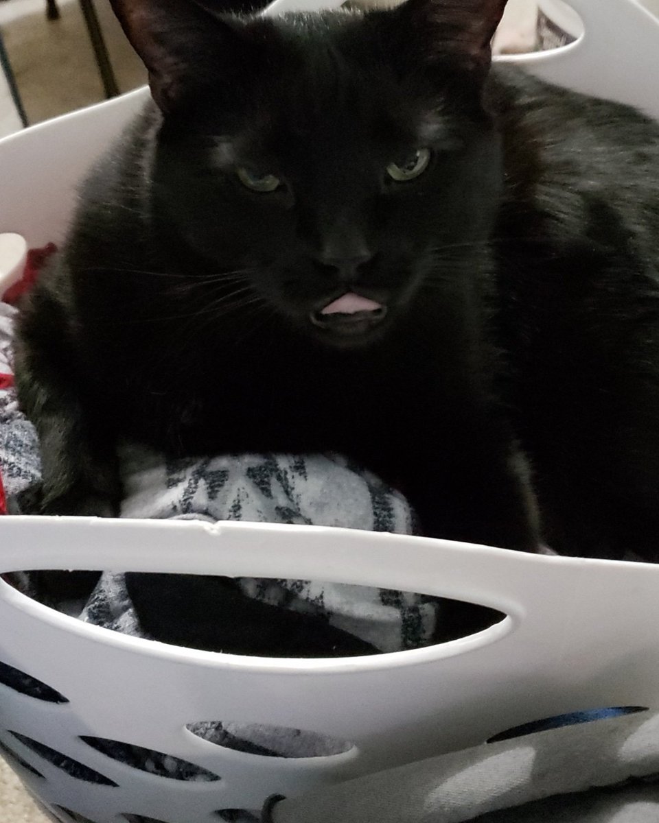 SarahMinkey's tweet photo. @CAM3R0NPH1L1P I was middle folding my laundry, now I've to stop lol. https://t.co/gyagHU6iDV