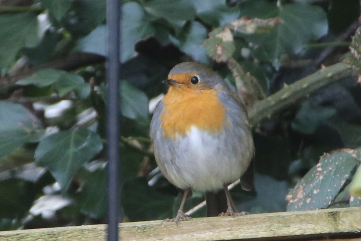 GO_Angling's tweet photo. Lunchtime
#birds #robin #robingoch #anglesey #menaibridge https://t.co/8mPtTWfs7a