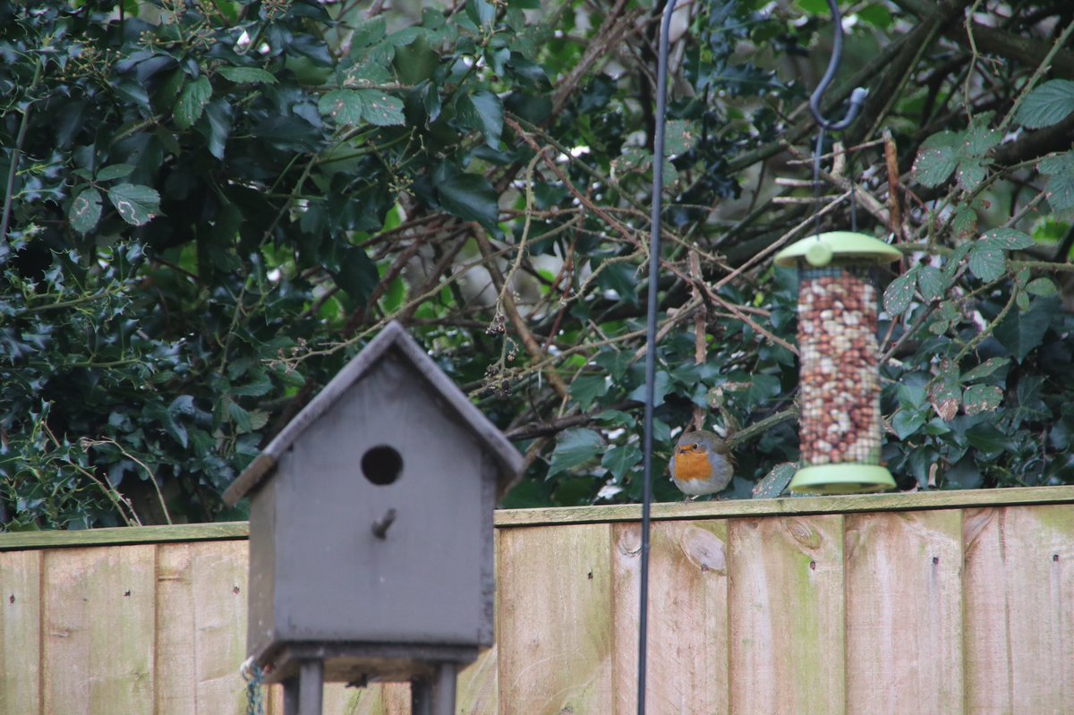 GO_Angling's tweet photo. Lunchtime
#birds #robin #robingoch #anglesey #menaibridge https://t.co/8mPtTWfs7a