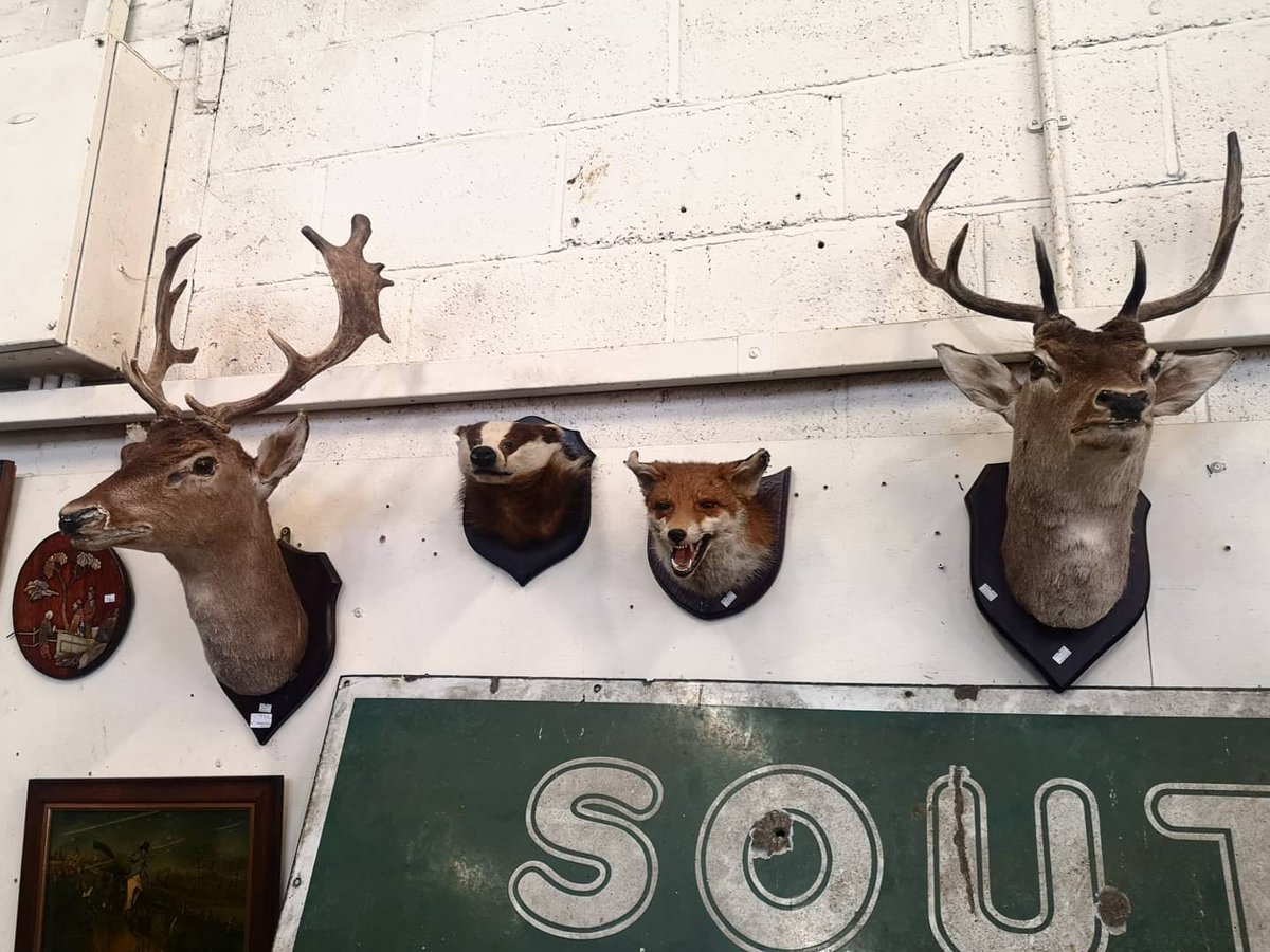 To our customers interested in Taxidermy we have a selection available in this weekend's auction. You can come down to the Auction house in Crowland, Peterborough, between 8-5 on Friday to see them for yourself #taxidermy #auction