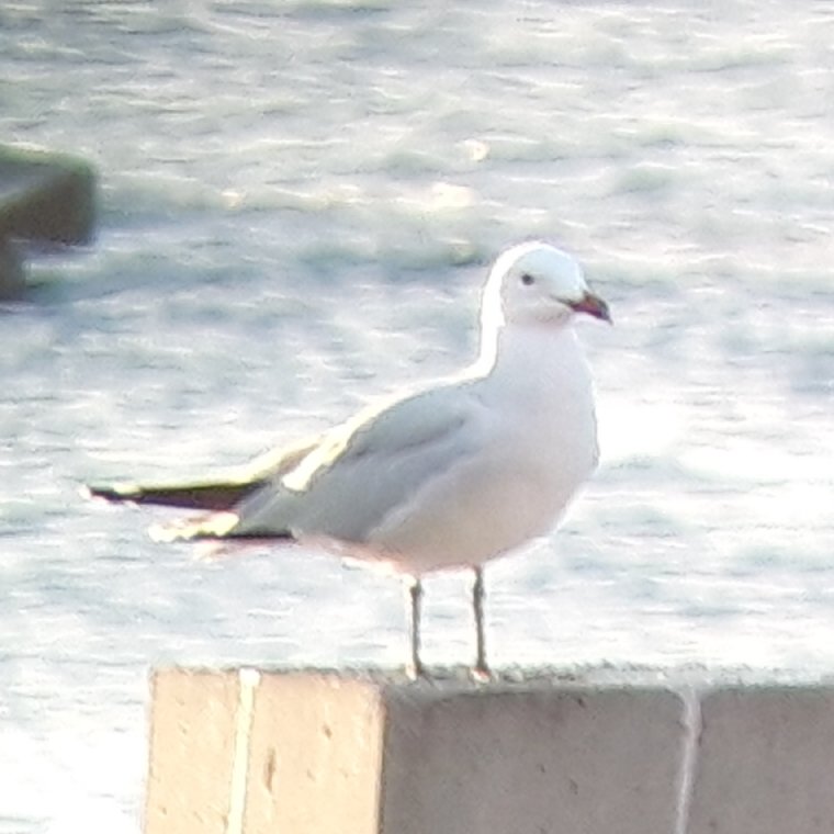 Ruud Foppen tweet media