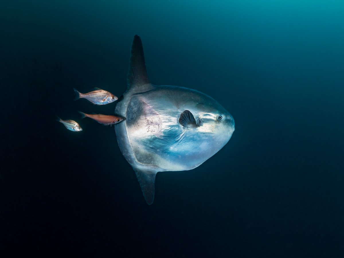 Oceanic tweet media