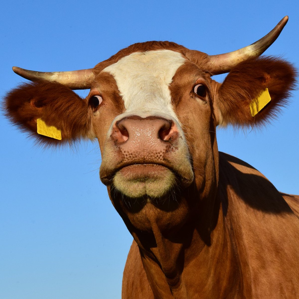 BrexitWatch5's tweet photo. Where’s the beef? Brussels has no grasslands https://t.co/UL0bGxCHzZ writes Eben Wilson for @BrexitWatch5 #properBrexit https://t.co/8D6KnkoEU0