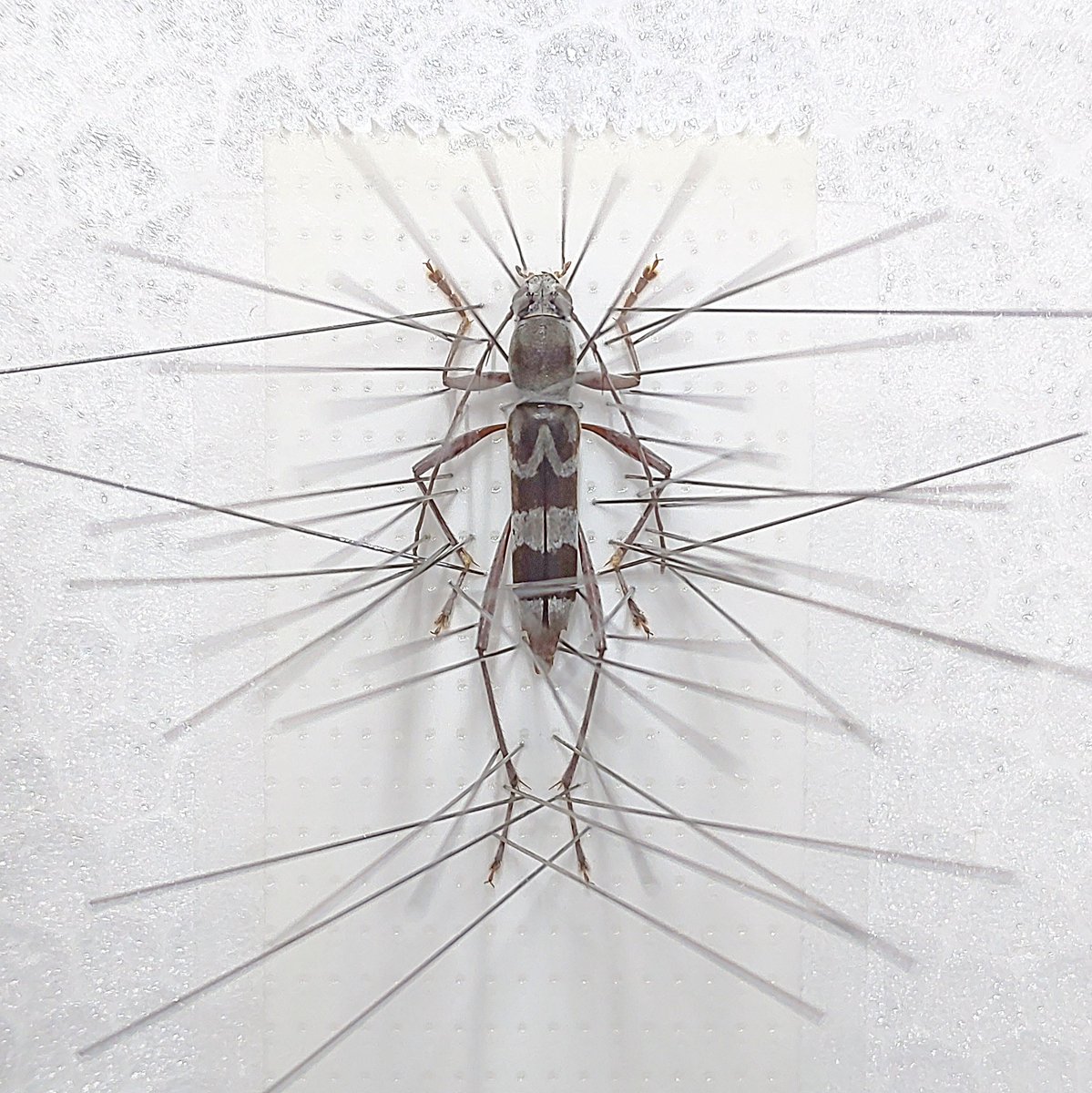 BeetleMounter's tweet photo. 武界刺角虎天牛
Demonax substitutus (台湾) の展脚。
絆創膏のミシン目を利用することで簡単に左右対称の標本が作れます。
#標本の作り方 #展足 #カミキリ #beetle https://t.co/6tjMUzuydv