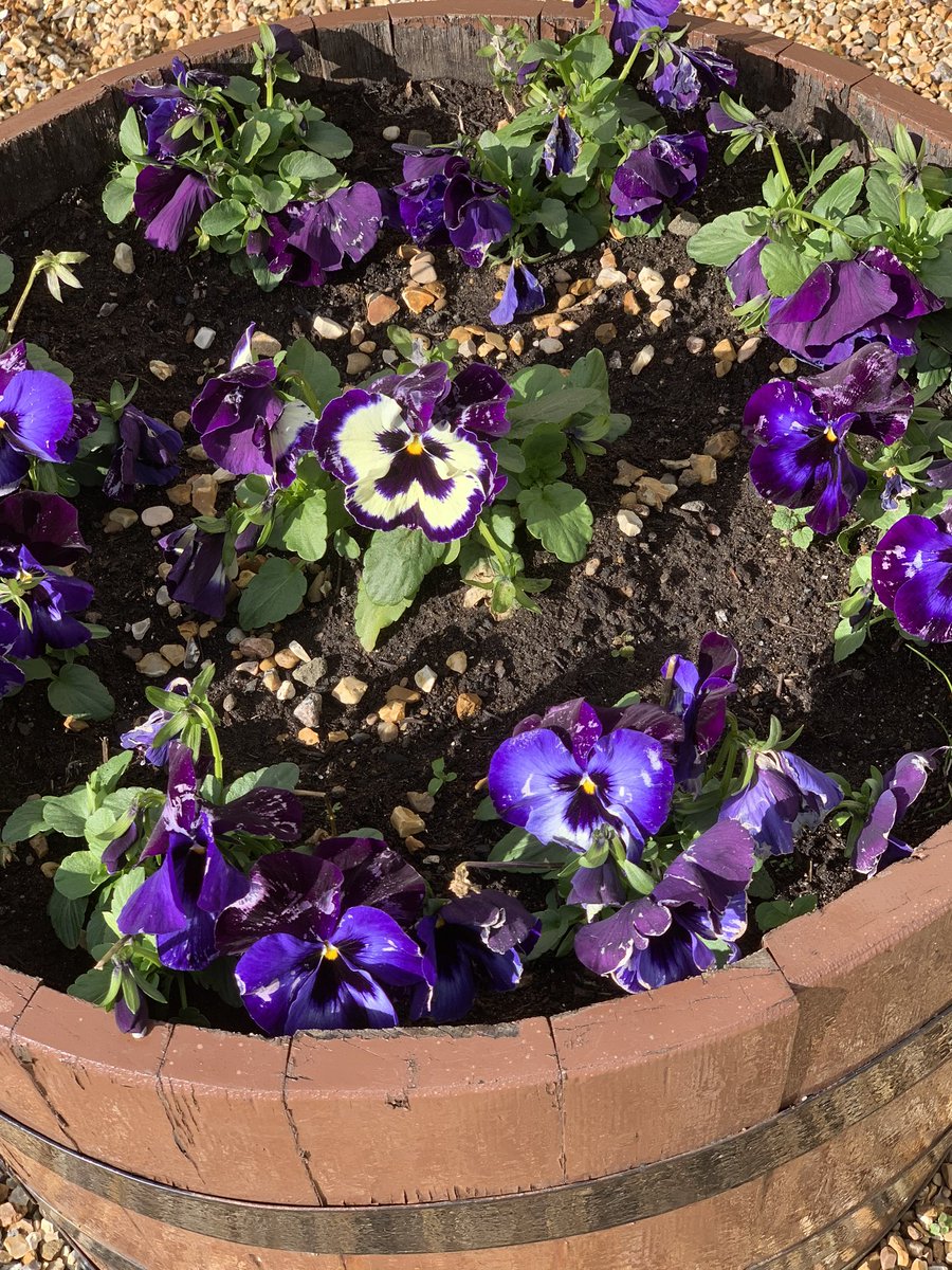 lucynorris1's tweet photo. Scenes of spring from the Western General Hospital, Edinburgh #springinedinburgh #wgh #coronavirustesting #coronavirusedinburgh https://t.co/imNsowQyPE