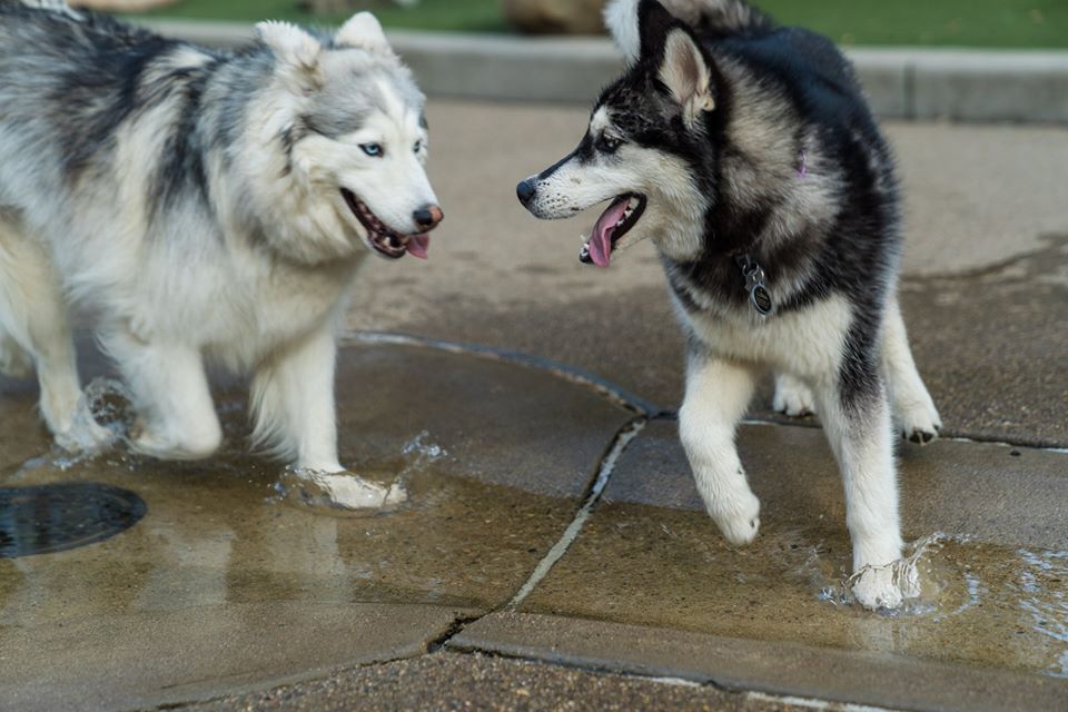 Washington Park tweet media