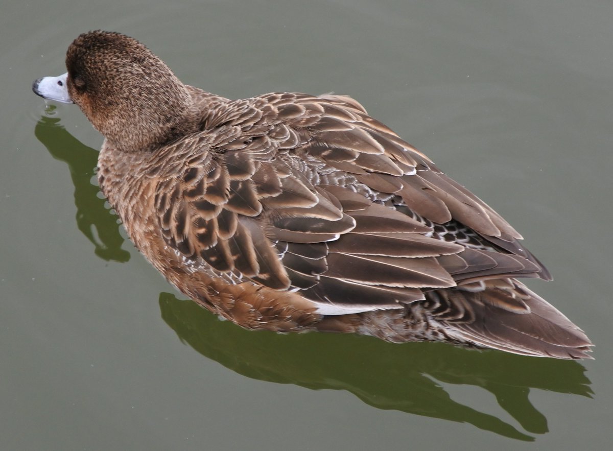 いやさか ペリカン島のペリカンたち 鳥インフル予防で設けられたネットがあるのでピントが合わせづらい 3月1日 宇部市常盤公園