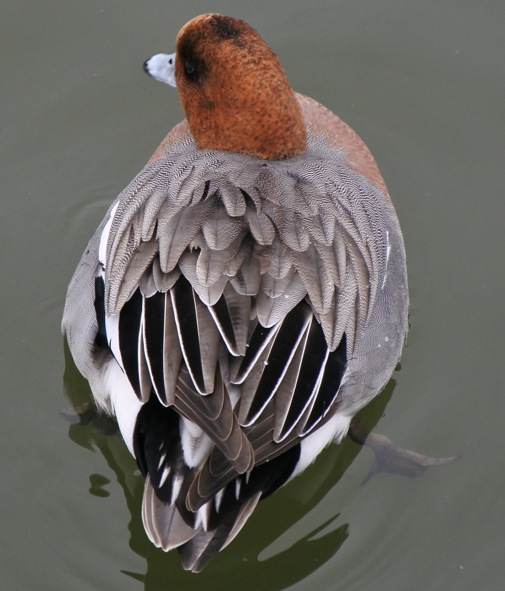 いやさか ペリカン島のペリカンたち 鳥インフル予防で設けられたネットがあるのでピントが合わせづらい 3月1日 宇部市常盤公園