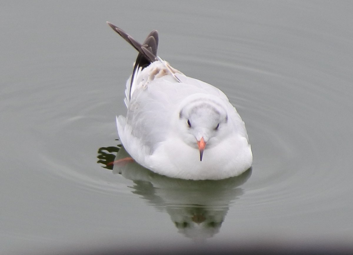 いやさか ペリカン島のペリカンたち 鳥インフル予防で設けられたネットがあるのでピントが合わせづらい 3月1日 宇部市常盤公園