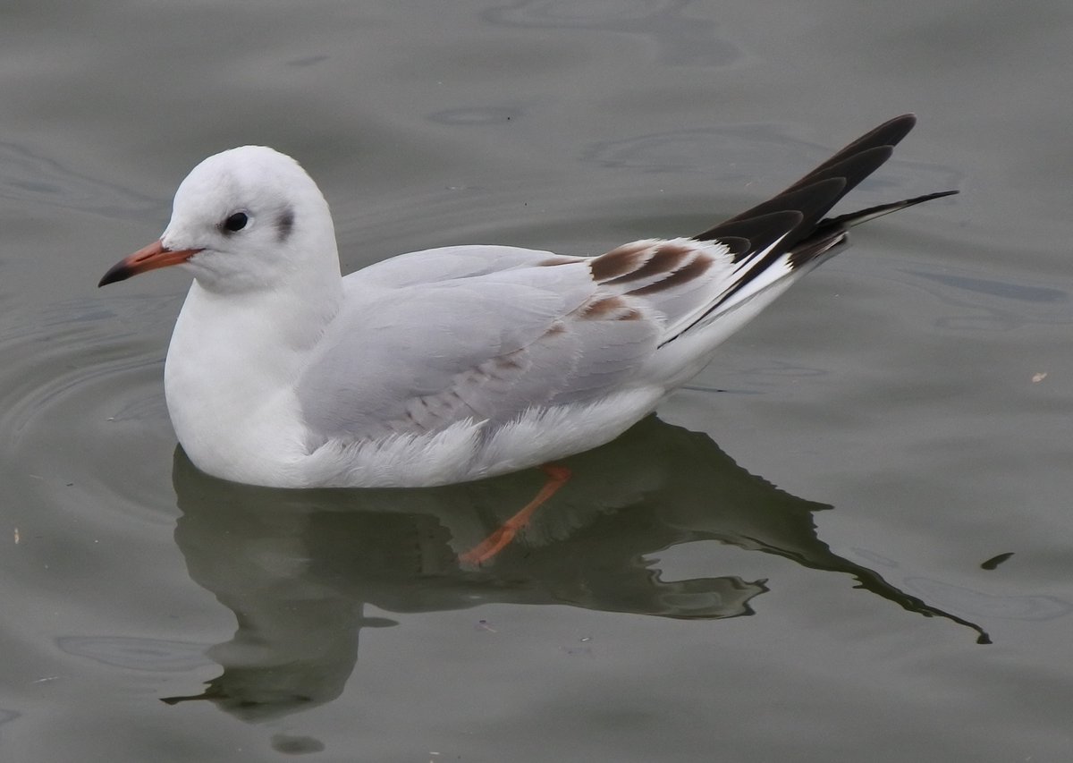 いやさか ペリカン島のペリカンたち 鳥インフル予防で設けられたネットがあるのでピントが合わせづらい 3月1日 宇部市常盤公園