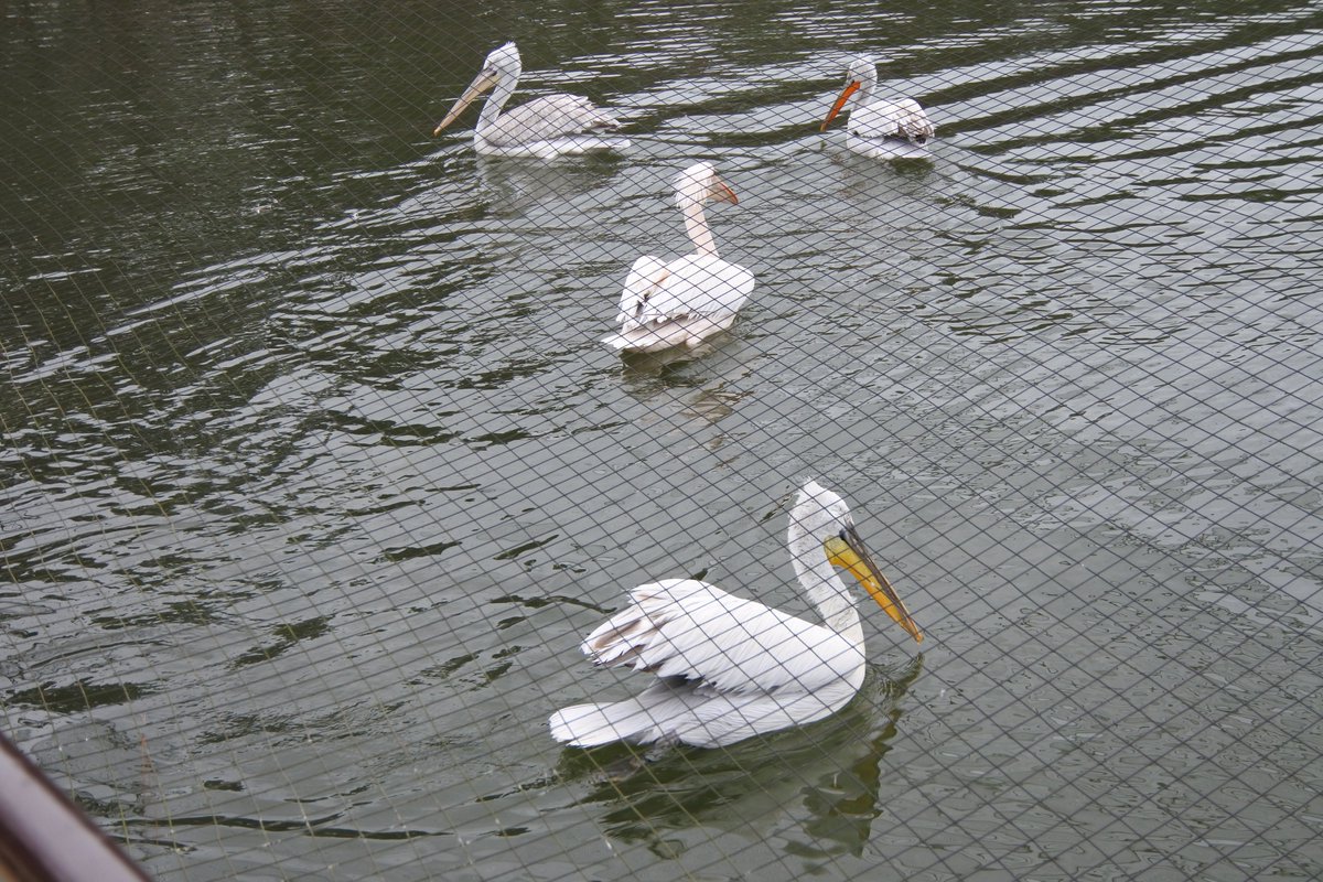 いやさか ペリカン島のペリカンたち 鳥インフル予防で設けられたネットがあるのでピントが合わせづらい 3月1日 宇部市常盤公園