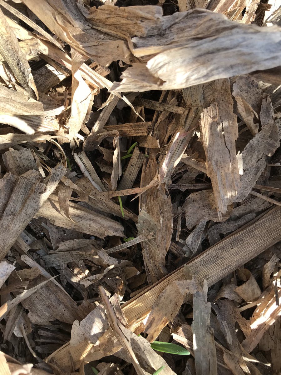 TracPacker1's tweet photo. Dormant planted cereal rye emerging and will have six to eight weeks to grow before no-tilling beans green into active mycorrhizal fungal networks in soil. This is how you eliminate neonics from your seed treatments. #noneonics #plantgreen2020 #growyourownpkg https://t.co/NUrohwZ6Wa