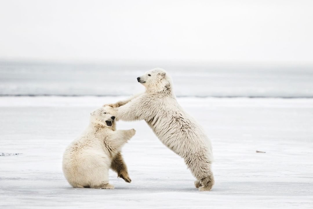 Only 1% of our planet’s water supply
can be used. 97% is ocean water and
2% is frozen solid in the Arctic, for
now. Help prevent the destruction of
ice caps by choosing to have a
reusable STACK-CUP™ at your next
event.

📸 national.geography
