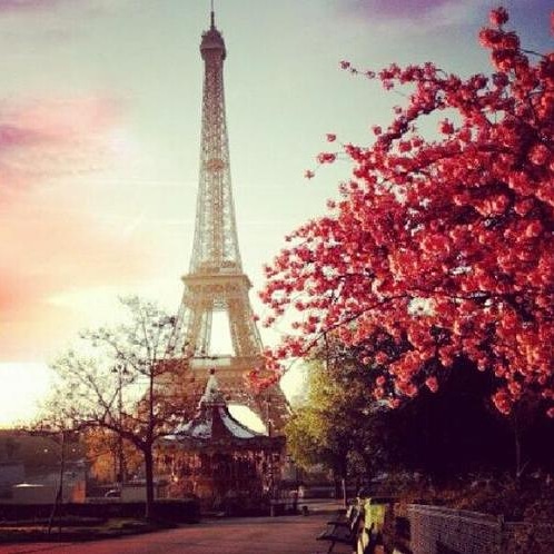 HotelEiffelCap's tweet photo. Le printemps s'annonce doucement sur Paris 🌸🌹🌼🌻 #eiffelcapitol #reservationhotel #douceur #fleurs #senteur #tourisme #vacances #loisirs https://t.co/wUGInOulXV