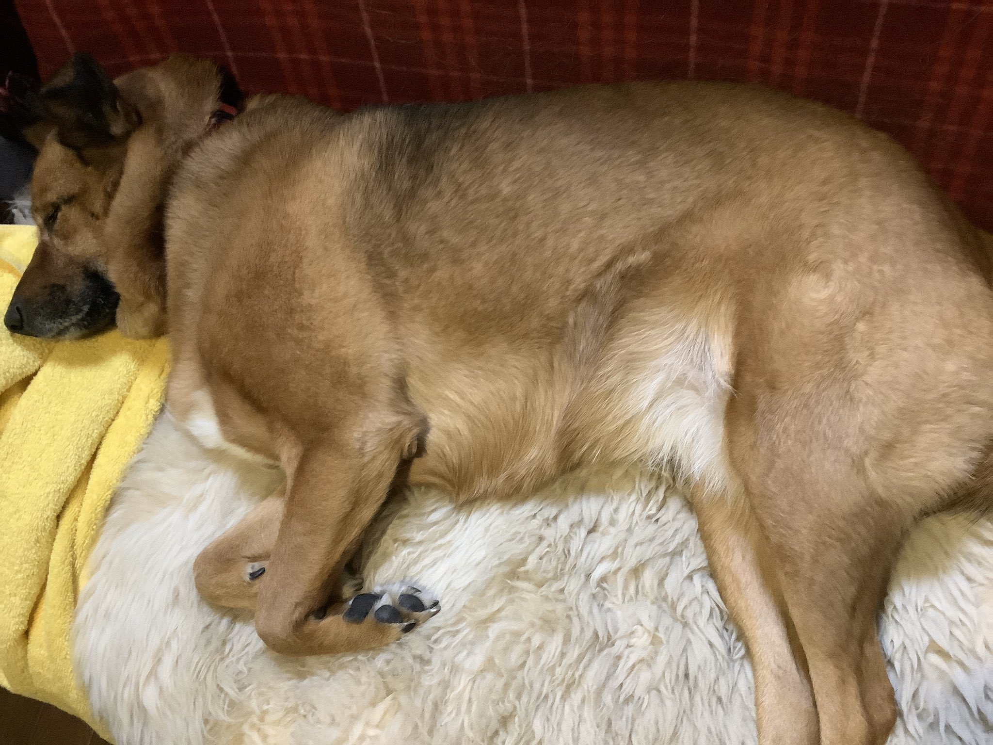 川越第一ホテル 川越駅東口より徒歩３分 これ 何 犬のつむじでしょうか でも腿にあるのです つむじは頭にあるかと思っていました つむじ 屋久島犬雑種 我が家の番犬 T Co Zzvk21ftjy Twitter