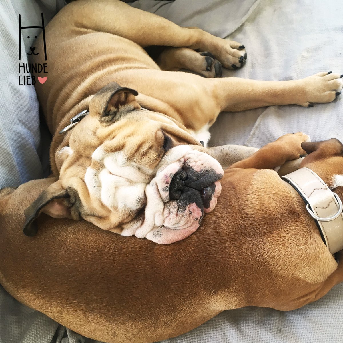 hundeliebcom's tweet photo. Django weiß welches Kissen er am Liebsten mag.

#hundefotos #hundelieb #dogsharing #dogfluencer #dailydoseofdog #dogsharingdeutschland #dogsharingösterreich #dogsharingschweiz #dogcommunity #lovedogs #hund #hunde #hundeverliebt #hundeverrückt https://t.co/zZMi6my5F7
