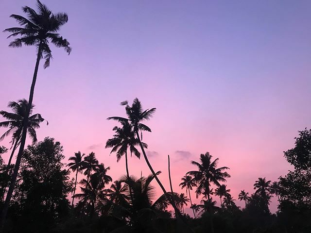 toothpicnations's tweet photo. #roomwithaview #nofilter #skycolours #purple #pink #sky #dusk #coconuttrees #silhouette #balcony #view #nature #mararibeach #kerala #india https://t.co/CejfNfl0S1 https://t.co/oPxqgPc2Hj