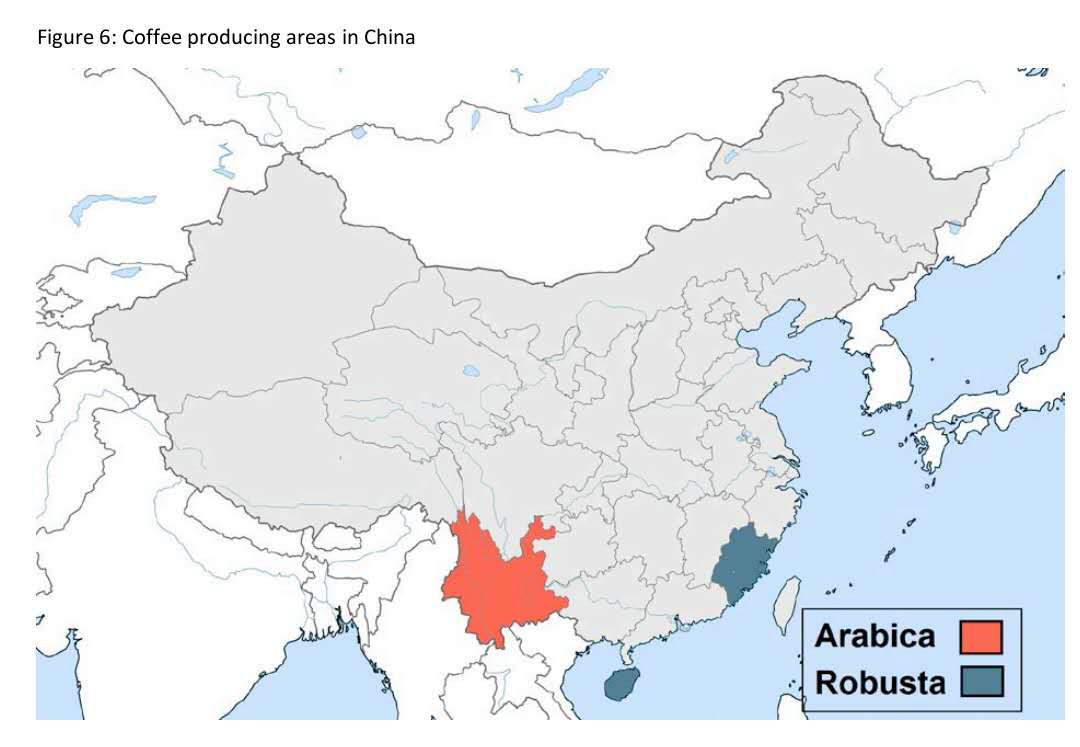 OBSERVER - China has been for thousands of years a tea drinking society, but #coffee is becoming increasingly popular. Know how in our last “#galileoobserver” at this link - galileiinstitute.it/the-rise-of-co… <a href="/ChinaSantAnna/">China Sant'Anna</a> <a href="/SantAnnaPisa/">SantAnnaPisa</a> #galileoinstitute #coffeeinchina #chinacoffee #Yunnan