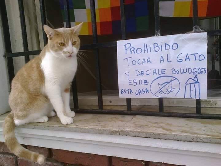 teo7ok's tweet photo. -Che, y te llevas bien con los vecinos?
- https://t.co/S2c8Lek3OQ