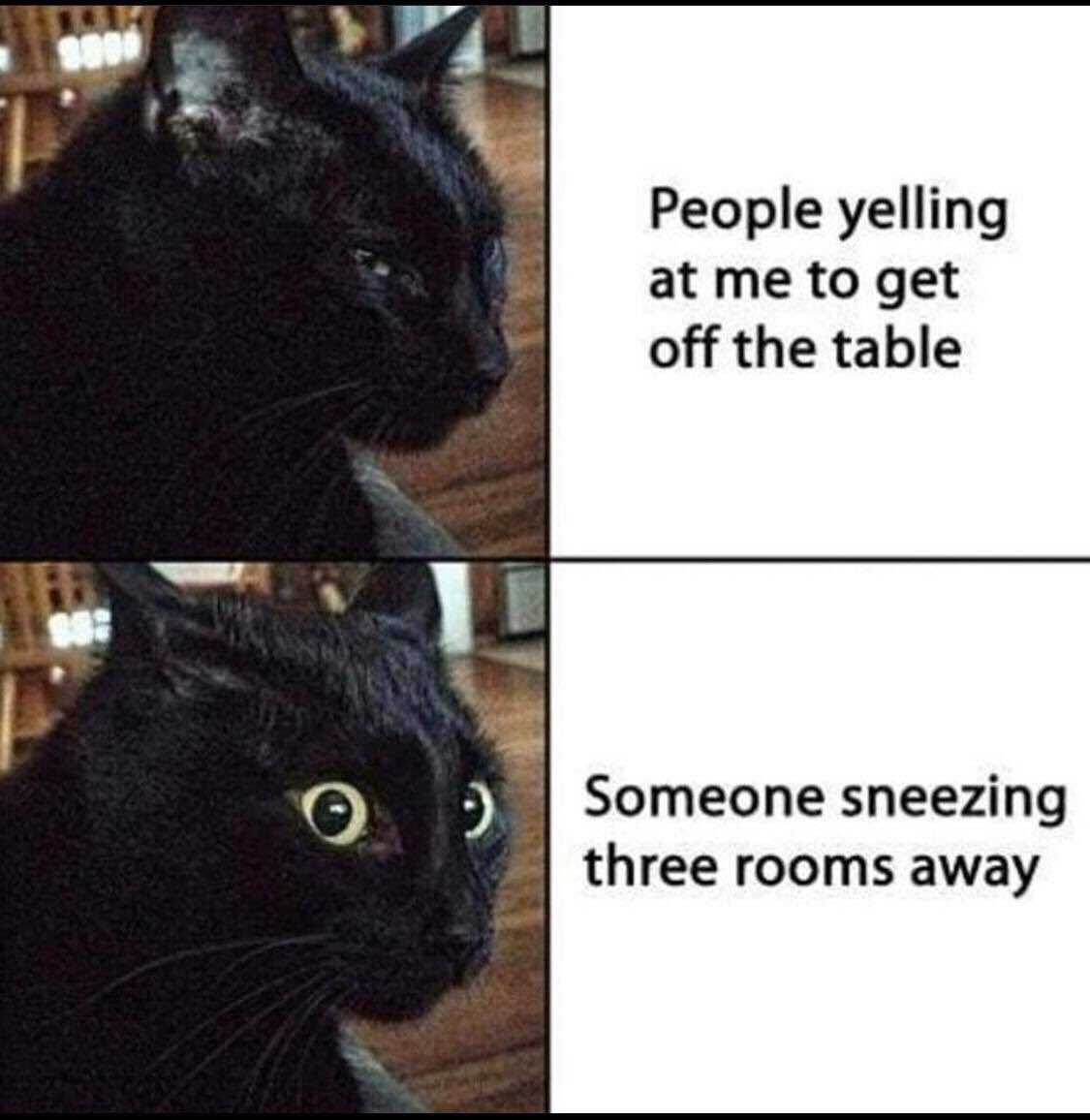 get off the table cat