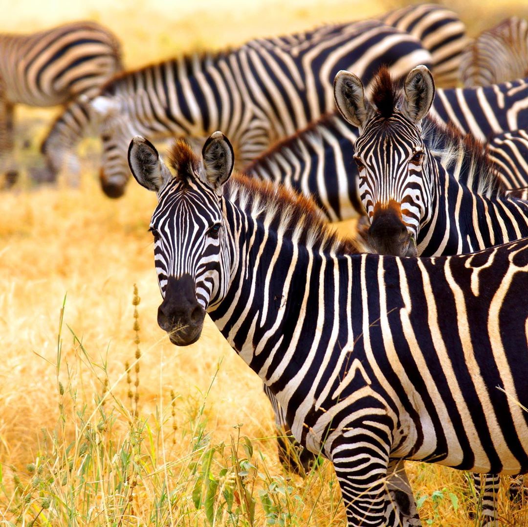 utopia_luxury's tweet photo. Still on the World Wildlife Day Mood!! Have you ever been on safari? 
Wildlife is not only an important part of the Kenyan economy but also supports the livelihoods of communities living close to protected areas.
#WorldLife #Zurich #HRC43 #SEGF #Zurich #HumanRights 
#Kenya https://t.co/JQxeCnKyj8