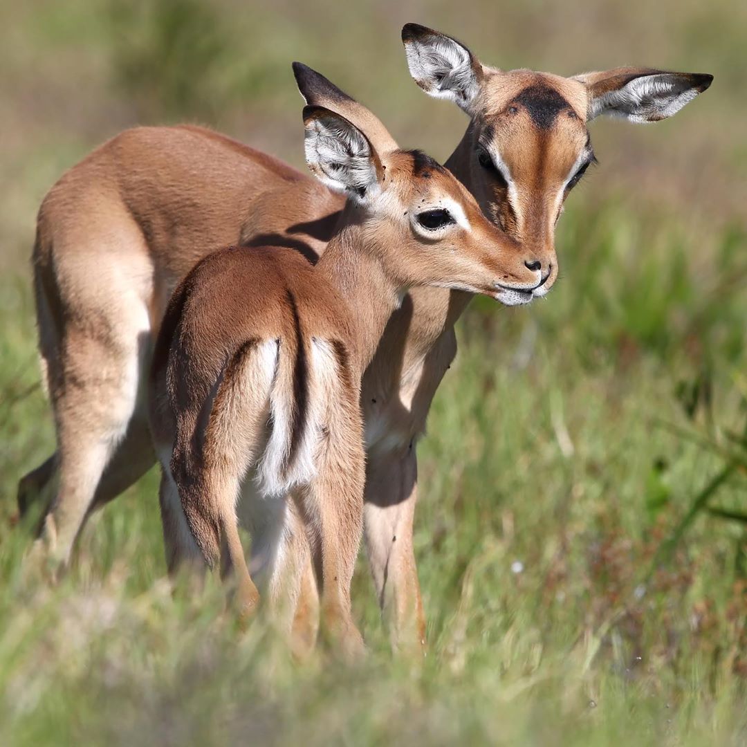 utopia_luxury's tweet photo. Still on the World Wildlife Day Mood!! Have you ever been on safari? 
Wildlife is not only an important part of the Kenyan economy but also supports the livelihoods of communities living close to protected areas.
#WorldLife #Zurich #HRC43 #SEGF #Zurich #HumanRights 
#Kenya https://t.co/JQxeCnKyj8