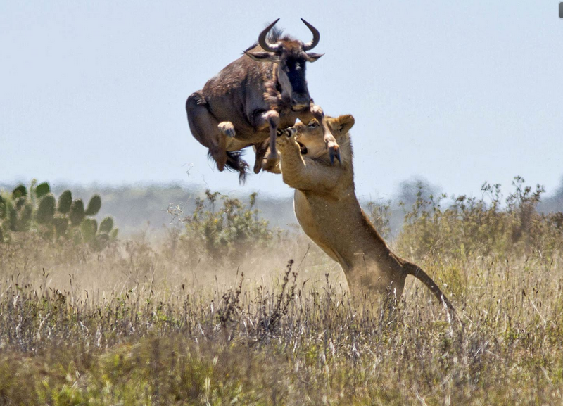utopia_luxury's tweet photo. Still on the World Wildlife Day Mood!! Have you ever been on safari? 
Wildlife is not only an important part of the Kenyan economy but also supports the livelihoods of communities living close to protected areas.
#WorldLife #Zurich #HRC43 #SEGF #Zurich #HumanRights 
#Kenya https://t.co/JQxeCnKyj8