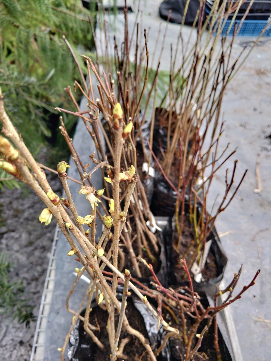 GROWBangor's tweet photo. They're here! Huge thanks to @WoodlandTrust for our beautiful working wood trees and @TreborthBG for caring for them until planting! Our tree planting event will be taking place at @BangorUni with @BangorEnviro on the 31st of March. Watch this space for more details! 🌲 https://t.co/BvOzq1N2NF
