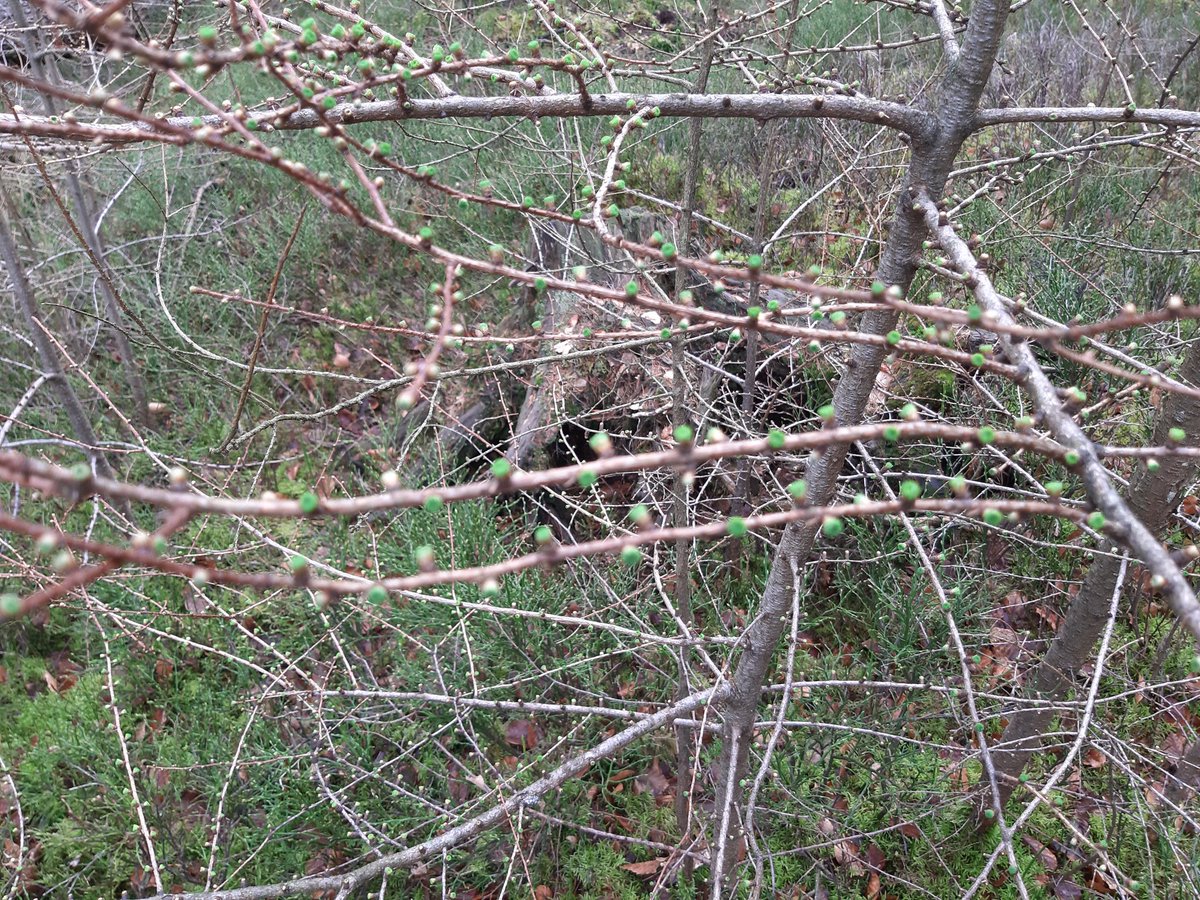 Vier maart, geloof het of niet maar de lariks loopt al uit.