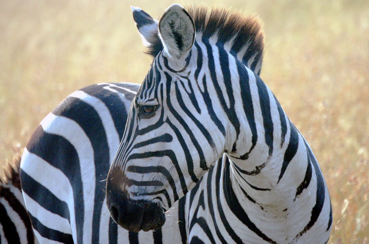 WANT A ONCE-IN-A-LIFETIME EXPERIENCE?

We offer a free customized trip consultation. Whether you want to be immersed in wildlife or cocooned in luxury, we are here to help