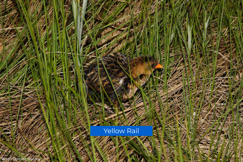 Invasive phragmites provide poor habitat and food supplies for species-at-risk, like the Yellow Rail.  Dense stands have out-competed native plants and compromised its breeding and moulting sites in the southern breeding areas of its range.