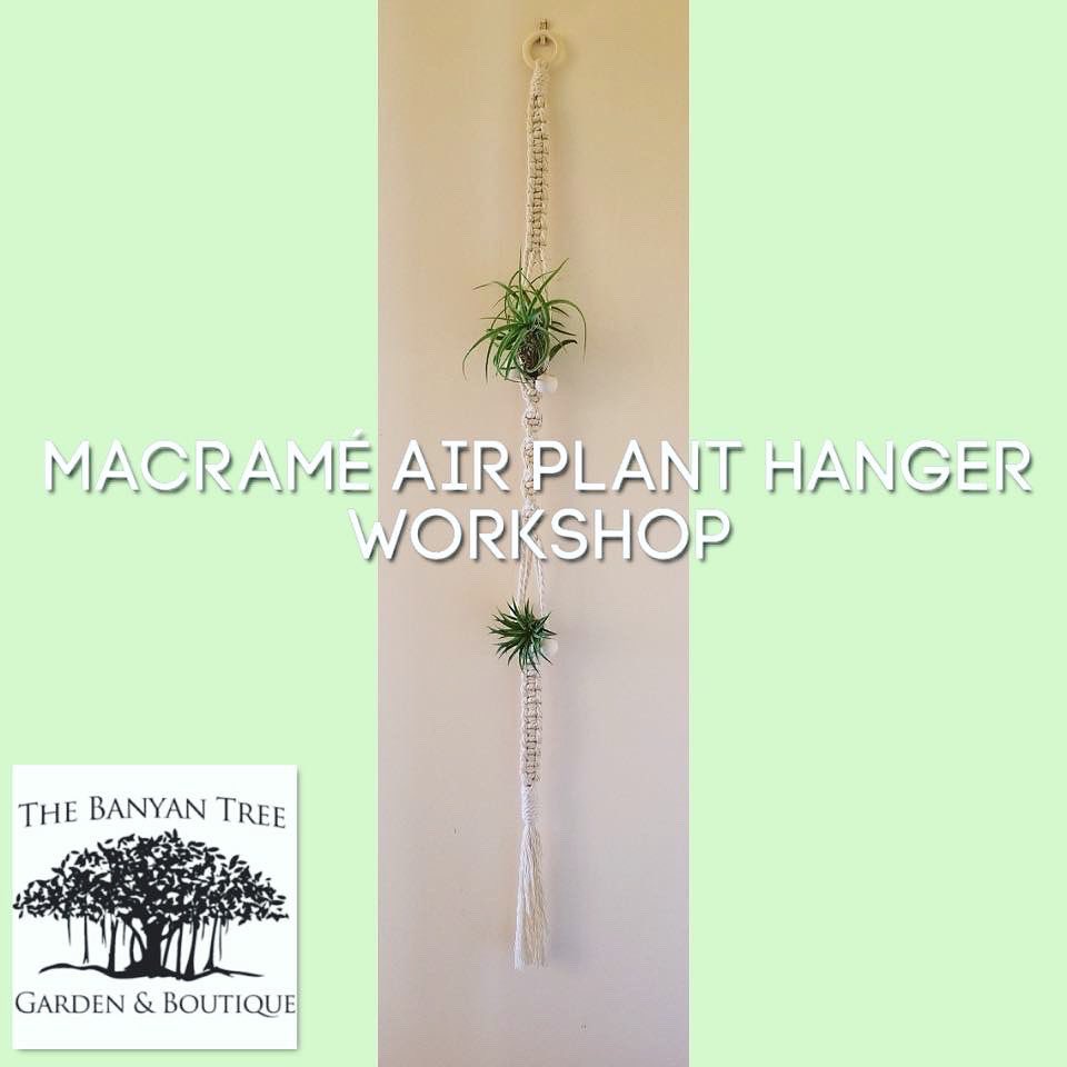 Create a Macramé Air Plant Hanger

Saturday, March 7th &amp; Wednesday, March 11th

During this 2 hour class you will learn 4 basic knots that are most common in Macrame designs.

All materials and air plants included

Purchase ticket on our website to reserve your space.