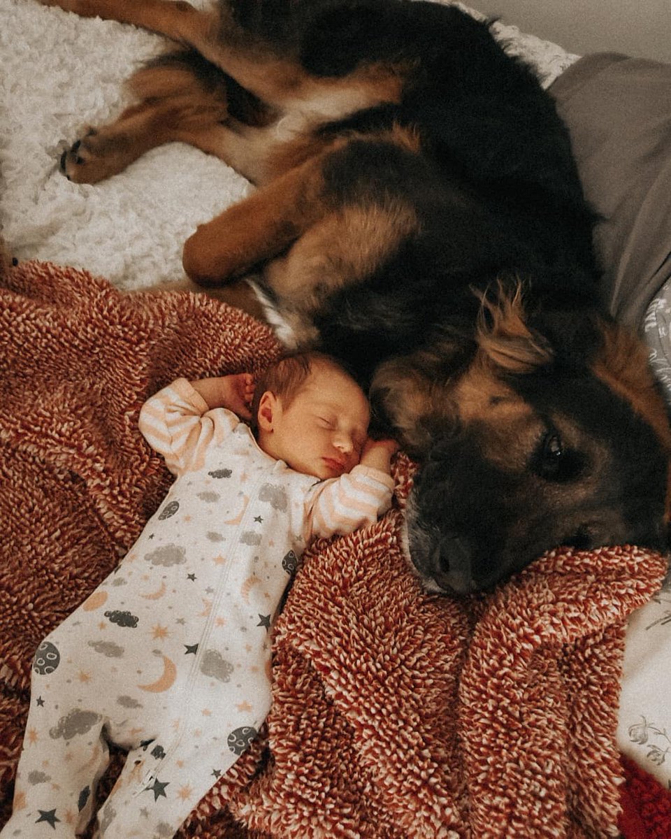 my_waggles's tweet photo. "A dog will teach you unconditional love. If you can have that in your life, things won't be too bad." - Robert Wagner

#waggles #dog #wagglespets #unconditionallove #love #babylove #puppylove https://t.co/qojWWOhIMT