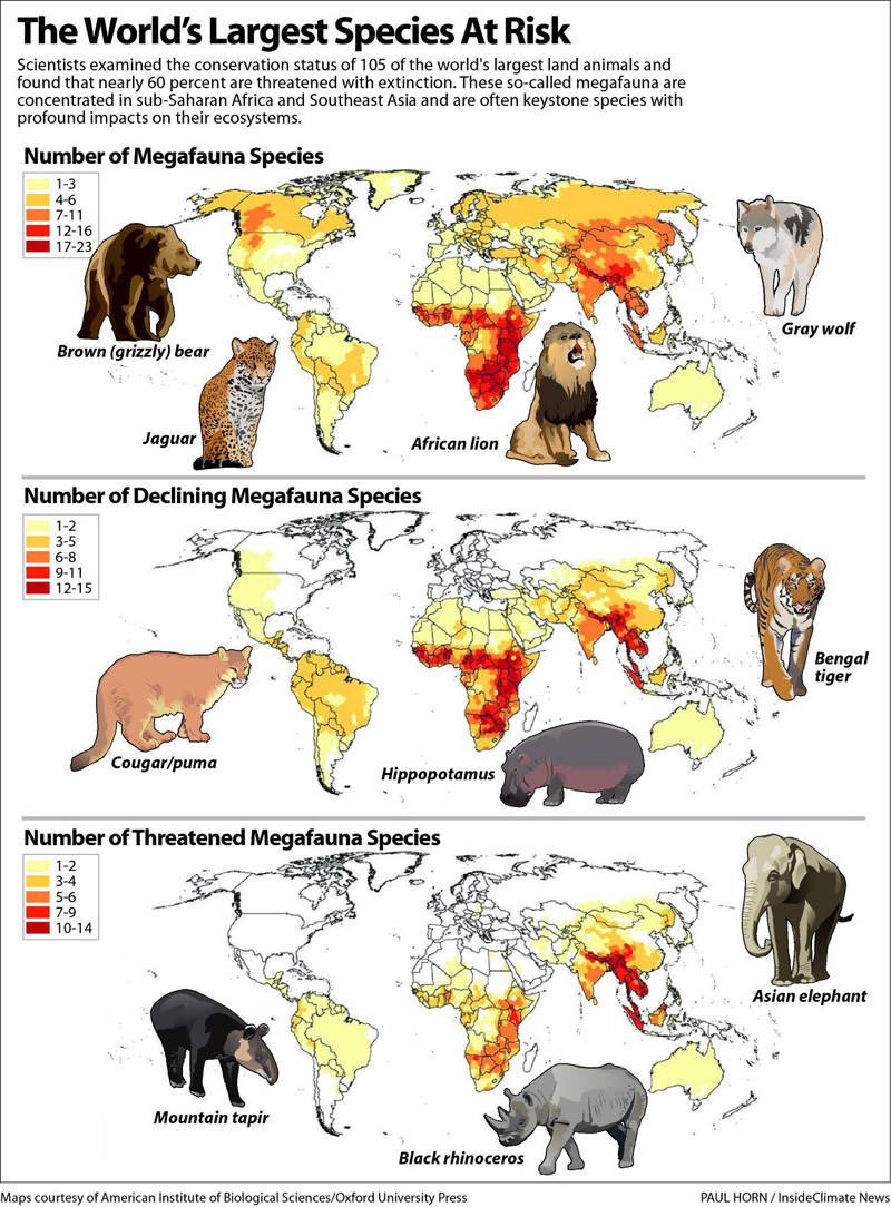 Planet_Matter's tweet photo. World’s largest species are at Risk...!!!! 
#animalprotection #wildlife #WildlifeConservation #biodiversity https://t.co/moH9FqmeGx