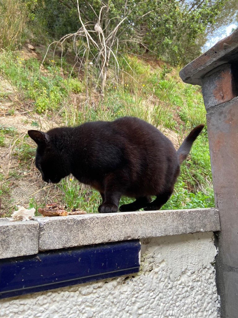 AnimalsSantvi's tweet photo. CLEO esta EMBARAZADA y necesita nuestra ayuda!! En menos de un mes dará a luz y granito a granito se crean montañas!! Necesita comida para estar bien alimentada. Cualquier tipo de ayuda se agradece muchísimo!

Los bebés se darán en adopción! https://t.co/shhWBzIdo0