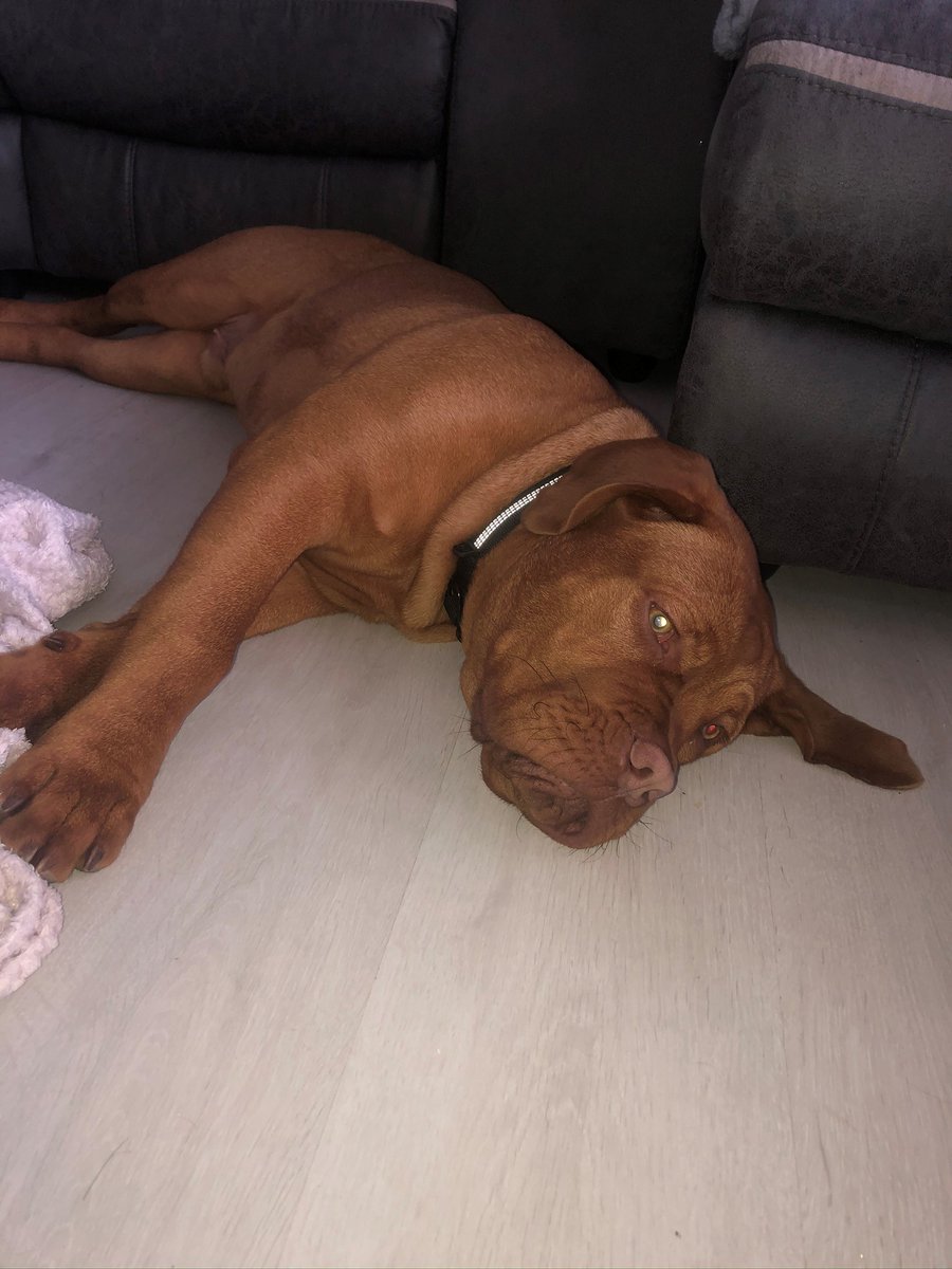 AllDogsMatter's tweet photo. Meet our #wooferoftheweek Theodore, a gorgeous 7 month old Dogue De Bordeaux who is looking for a new home. Find out more and apply to rehome this big softie: https://t.co/iaAyPJhr0c #AdoptDontShop #rescueisbest https://t.co/rjgJtMUwFU