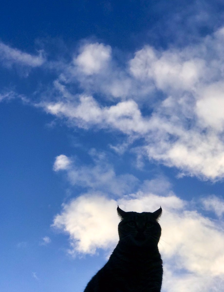 TamilToes's tweet photo. I never saw a man who looked With such a wistful eye Upon that little tent of blue Which prisoners call the sky - Oscar Wilde #WednesdayWisdom #CatsOfTwitter #CatLife #RooftopRuipee #Ruipee #AdoptDontShop #CatLovers #CatLogic #MrBlueSkies #BlueSky #Nature #CatShadow #OwlEars https://t.co/0iTm5pUOyg
