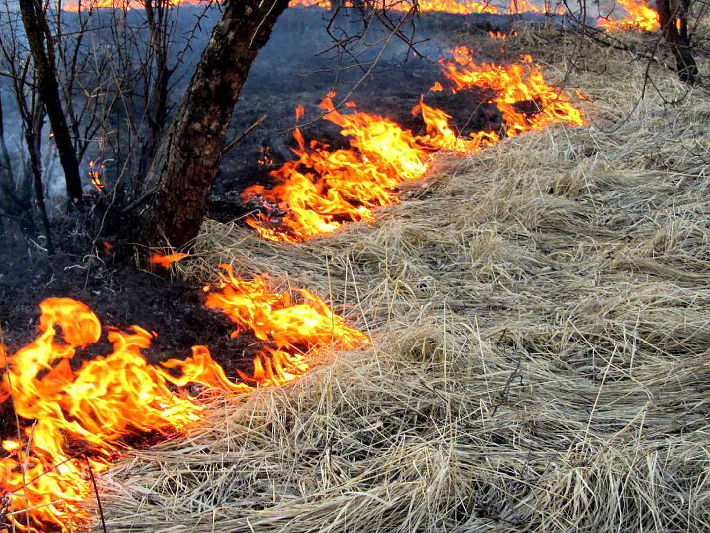 Сжигание сухой травы