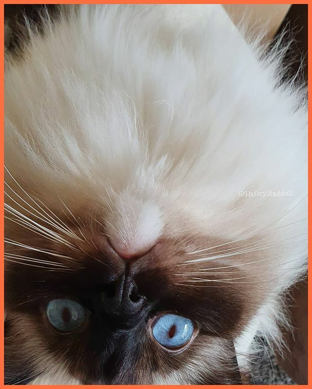 HaileyRagdoll's tweet photo. Upside down🙃

#upsidedowncat #ondersteboven #raskat #ragdolldiva #blijekatten #snorharen #catlove #topcats #catsofinsta #instameow #blueeyedcat #sealcat #catlover #trendscat #followtrainforcats https://t.co/LizxZcyukY https://t.co/tYrVzzTt8l