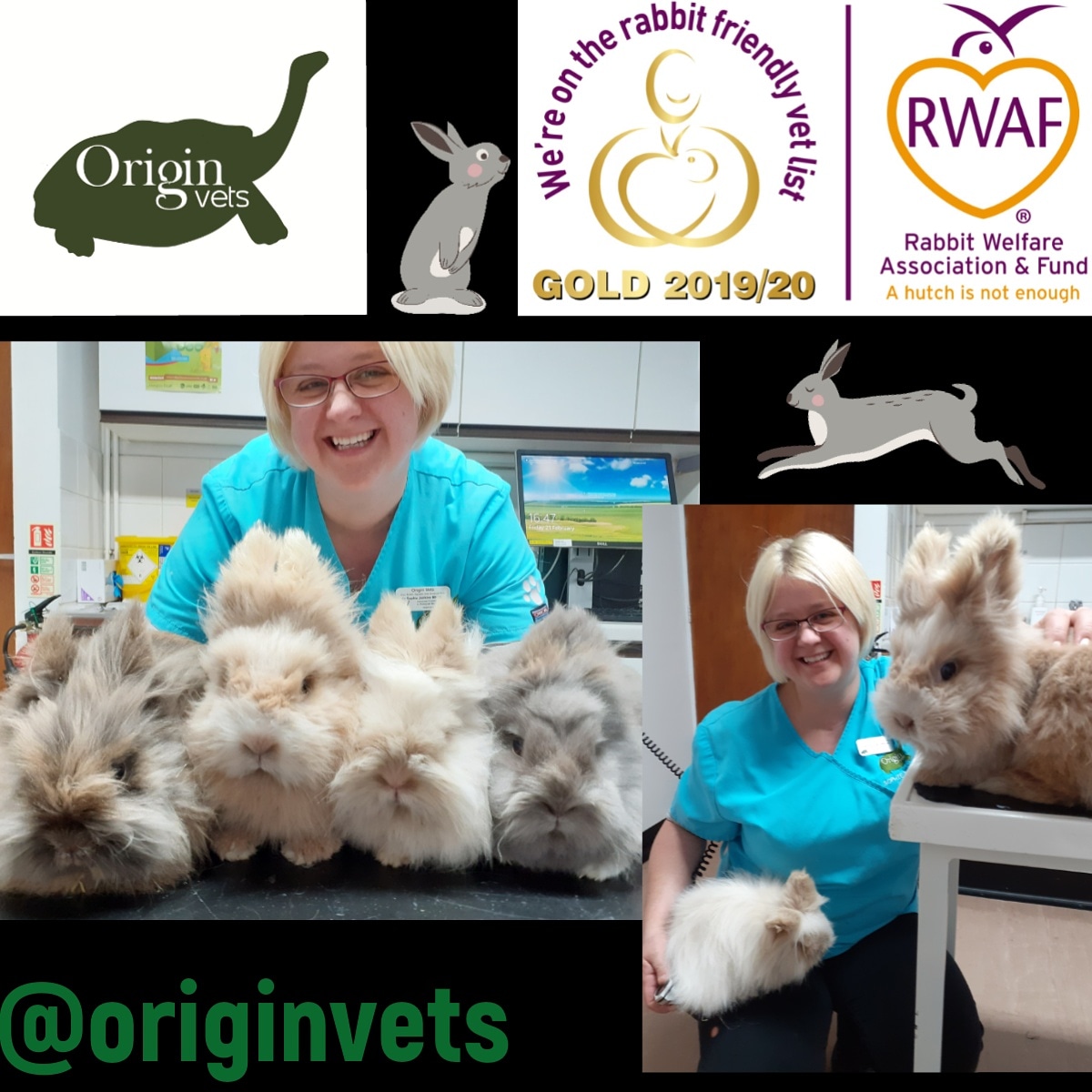 OriginVets's tweet photo. Dr Sophie Jenkins has added two more gorgeous lionhead rabbits to her warren!Cookie, Alfie, Strawberry and Bluebell. Introducing bonded pairs can be tricky and must be done carefully. To find out more visit https://t.co/mjRPGDiwAf

#lionheadrabbits #rabbitbonding #exoticvet https://t.co/HqCS1zbTXu
