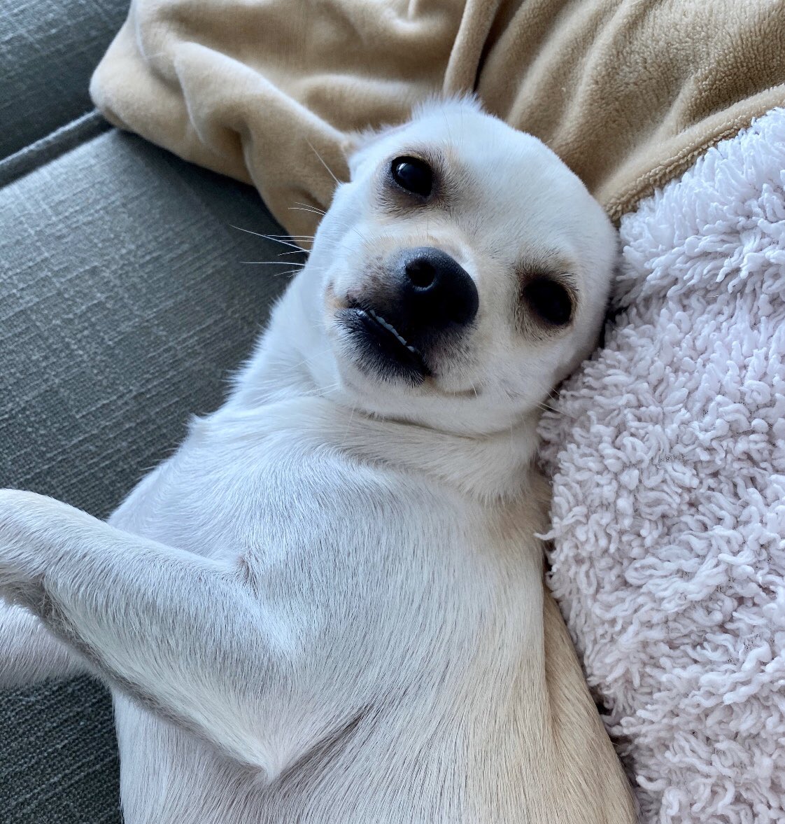 fairy_pet's tweet photo. I think I losted my ears!  #DogsofTwittter https://t.co/yOq82EtvWl
